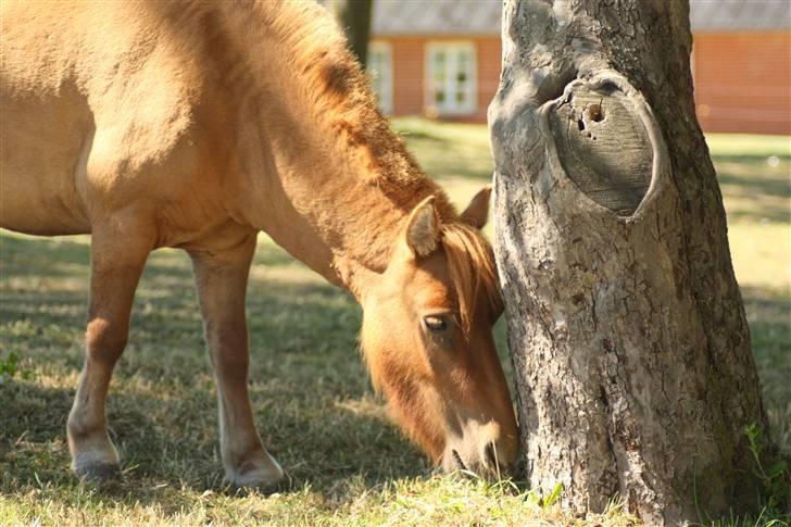 Shetlænder Freja billede 1