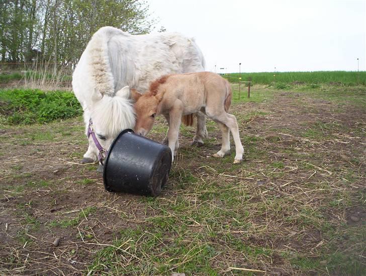 Shetlænder Freja - Få dage efter fødslen. Hvad mon der er i spanden?? billede 2