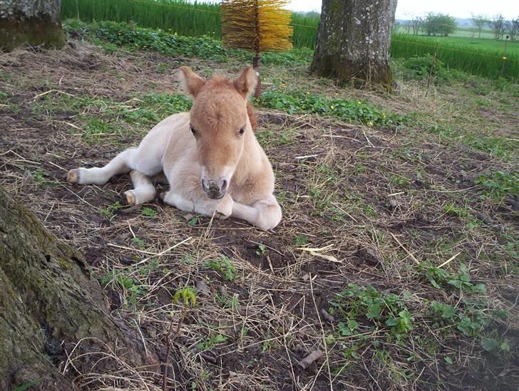Shetlænder Freja - Så er det tid til et hvil.. billede 3