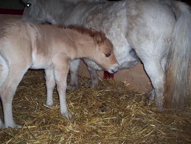 Shetlænder Freja - Dagen efter fødslen. Dejlig mælk hos mor billede 4