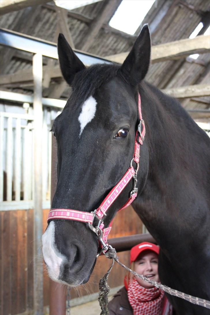 Dansk Varmblod Lady Hunter  billede 2