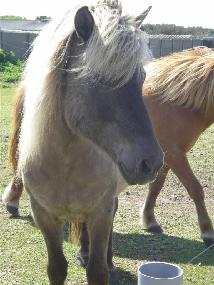 Islænder Solgt: Jóki fra Voreslyst billede 10