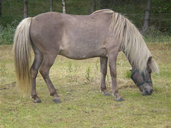 Islænder Solgt: Jóki fra Voreslyst billede 11