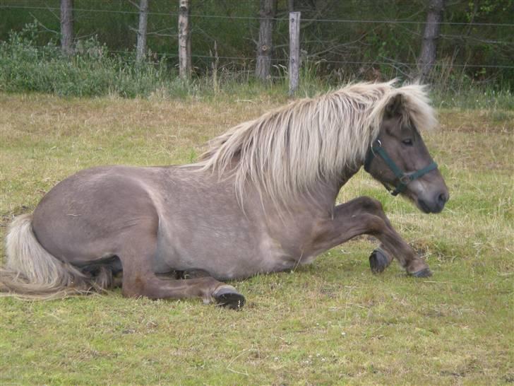Islænder Solgt: Jóki fra Voreslyst billede 12