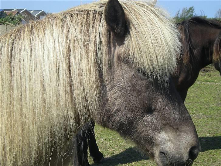 Islænder Solgt: Jóki fra Voreslyst billede 13