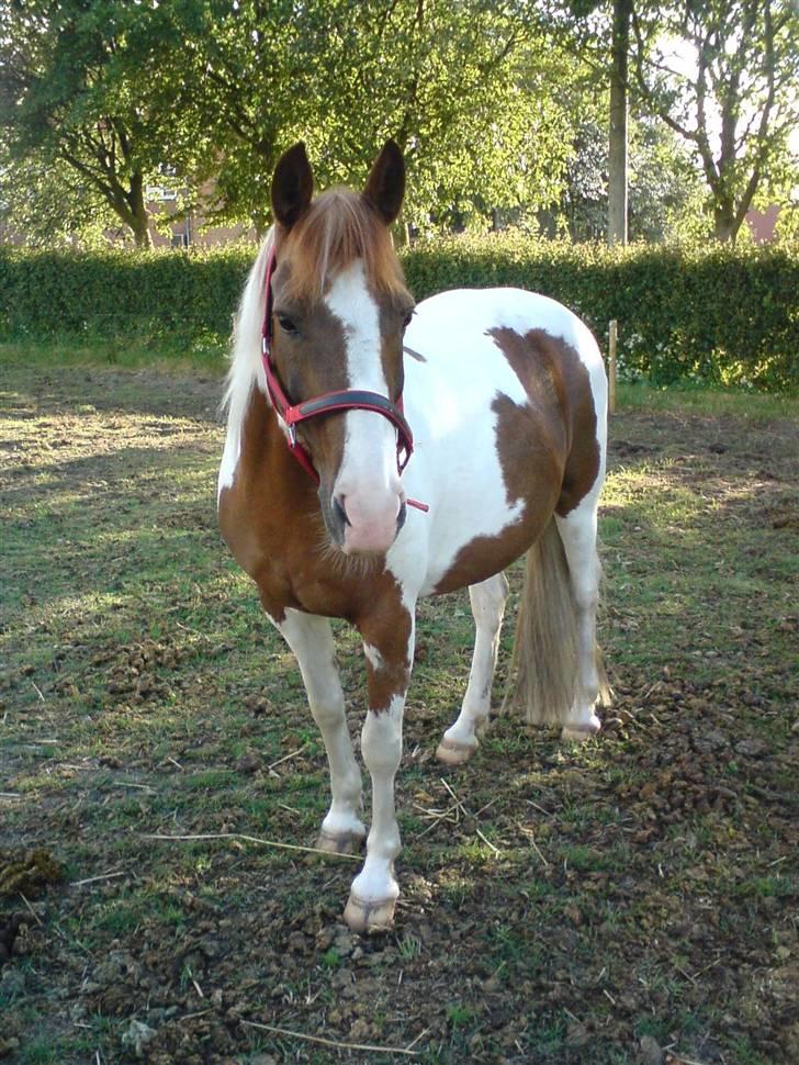 Pinto Speedy I I  - smukke på fold <3 billede 8