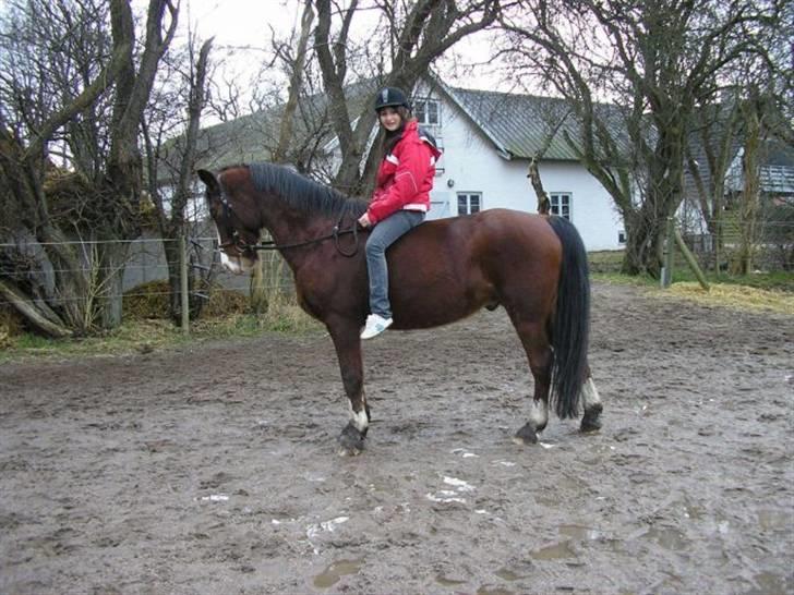 Anden særlig race Kimber - Fordi din gamle ejer ikke tog dig alvorligt ... billede 2