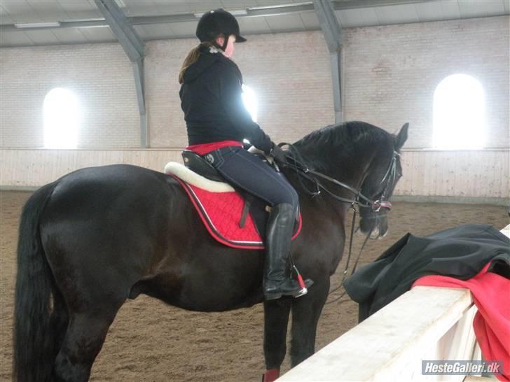 Dansk Varmblod Lady Hunter  - Se lige hvor lækker han er blevet<333 billede 3