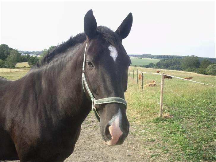 Dansk Varmblod Lady Hunter  - sommer 2008 billede 4