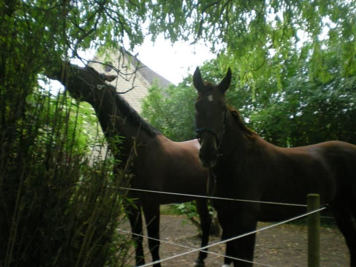 Oldenborg Porthos the Great *SOLGT* - Foto: Line Alm (: billede 16