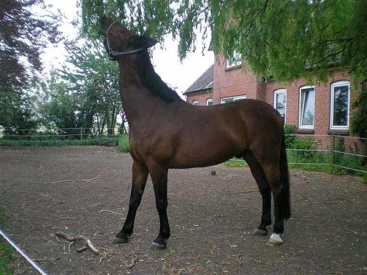 Oldenborg Porthos the Great *SOLGT* - Foto: Line Alm (: billede 17