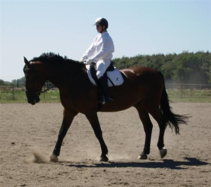 Oldenborg Porthos the Great *SOLGT* - Foto: Marie-Louise Gubi Kierrumgaard d; billede 18