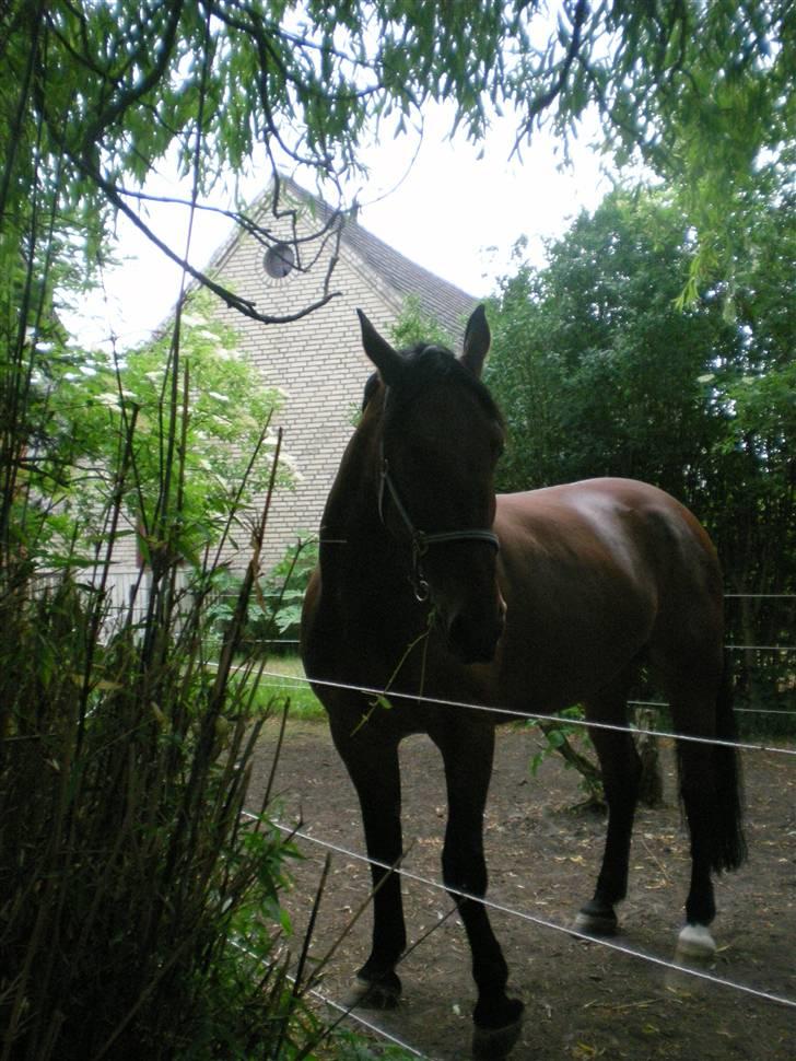 Oldenborg Porthos the Great *SOLGT* - Foto: Line Alm (: billede 19