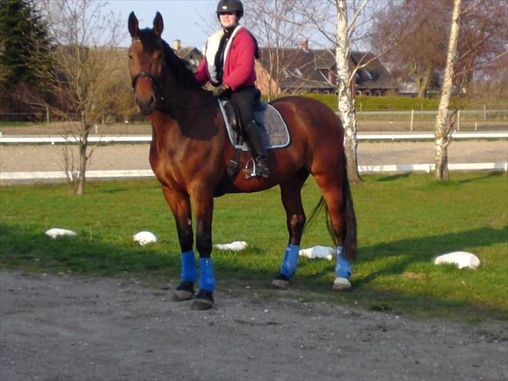 Oldenborg Porthos the Great *SOLGT* - Foto: Line Alm (: billede 20
