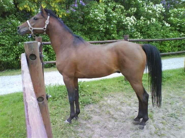 Arabisk fuldblod (OX) Al Ahmar Fahl - min smukke hest billede 5