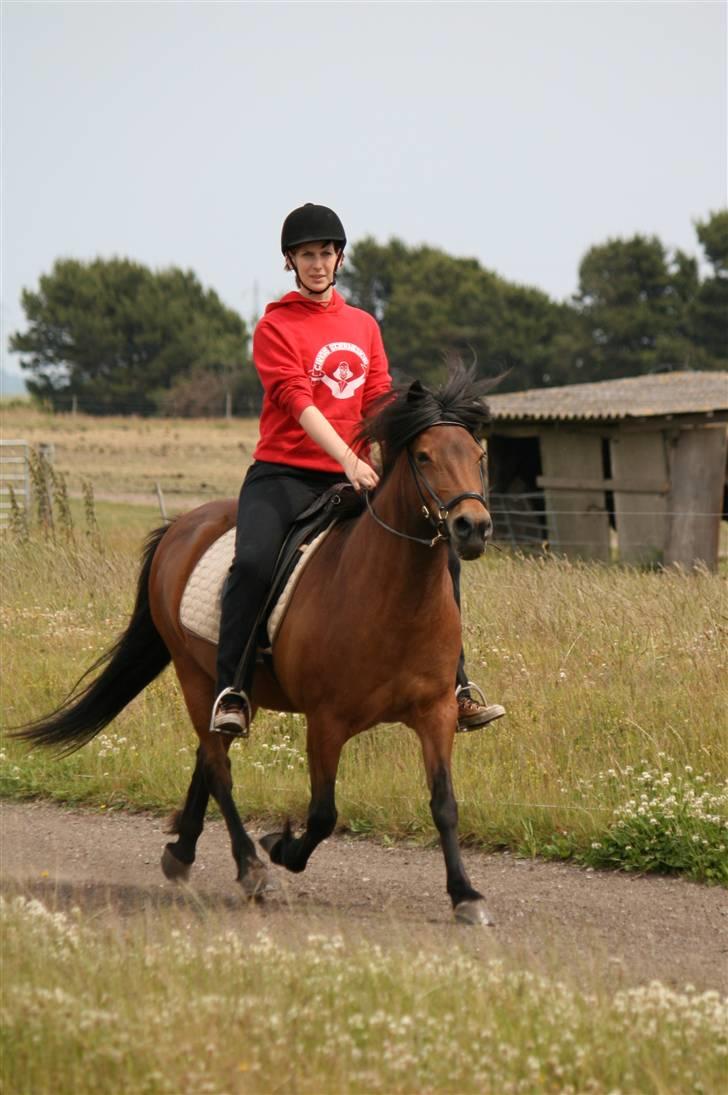 Islænder Jörp fra Tremhuse *solgt* billede 12