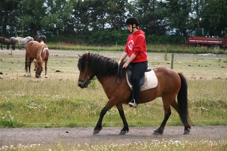 Islænder Jörp fra Tremhuse *solgt* billede 13