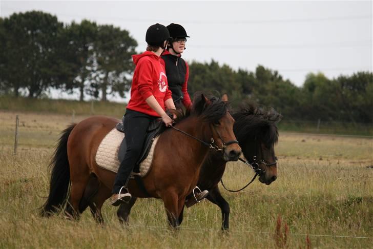 Islænder Jörp fra Tremhuse *solgt* billede 14