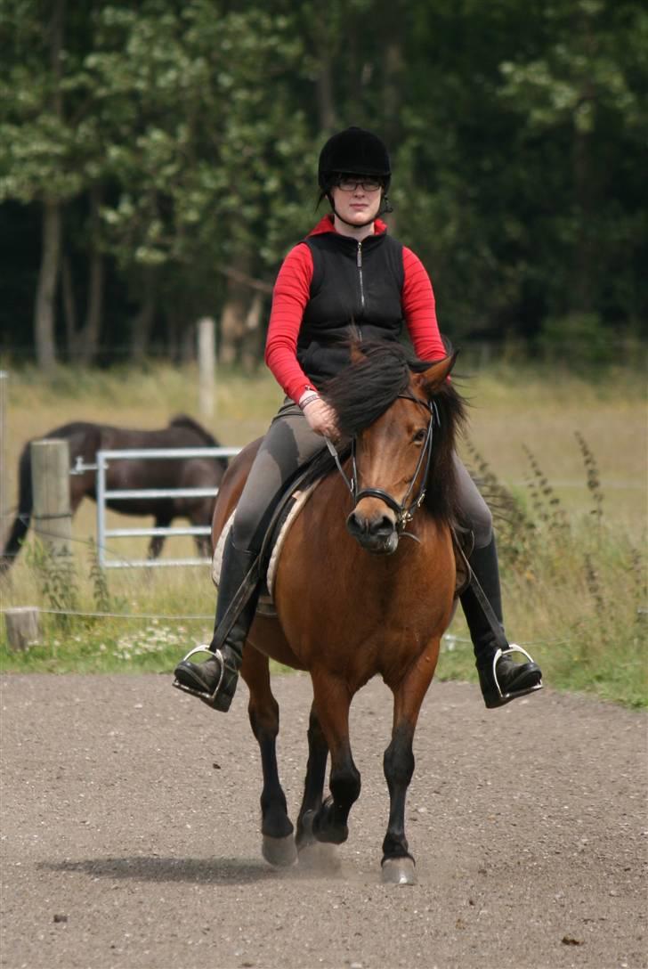 Islænder Jörp fra Tremhuse *solgt* billede 15