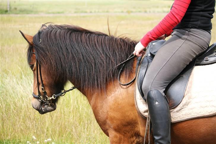 Islænder Jörp fra Tremhuse *solgt* billede 16