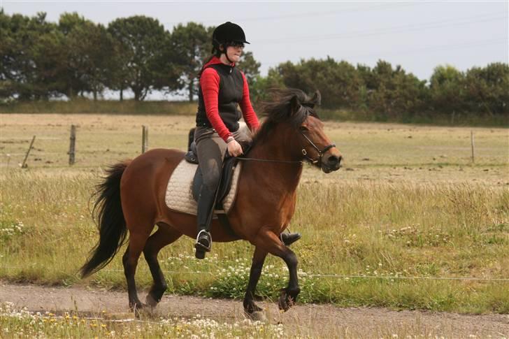 Islænder Jörp fra Tremhuse *solgt* billede 17
