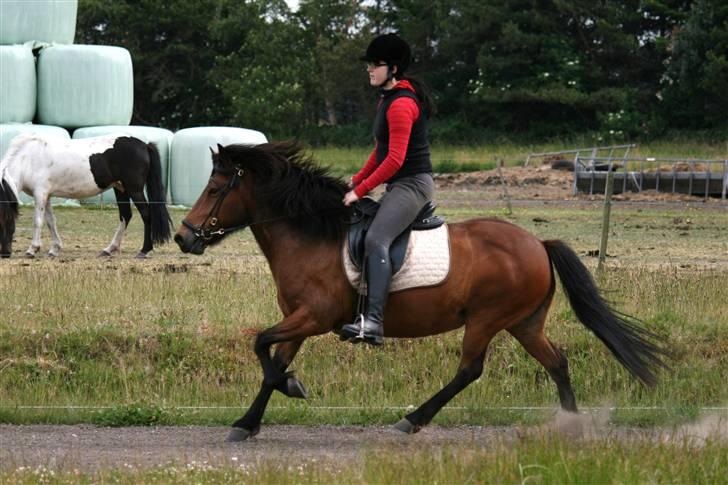 Islænder Jörp fra Tremhuse *solgt* billede 18