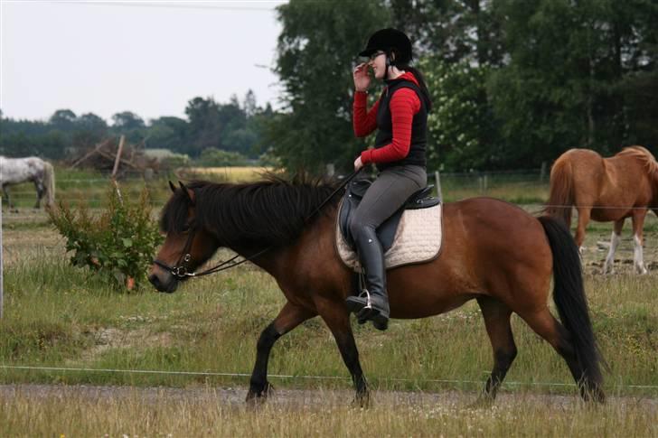 Islænder Jörp fra Tremhuse *solgt* billede 19