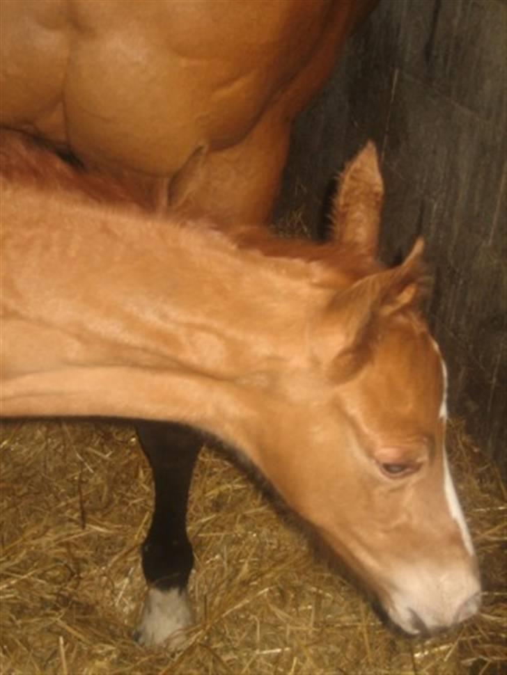 Dansk Varmblod Graversgaards Cimaron rip billede 2