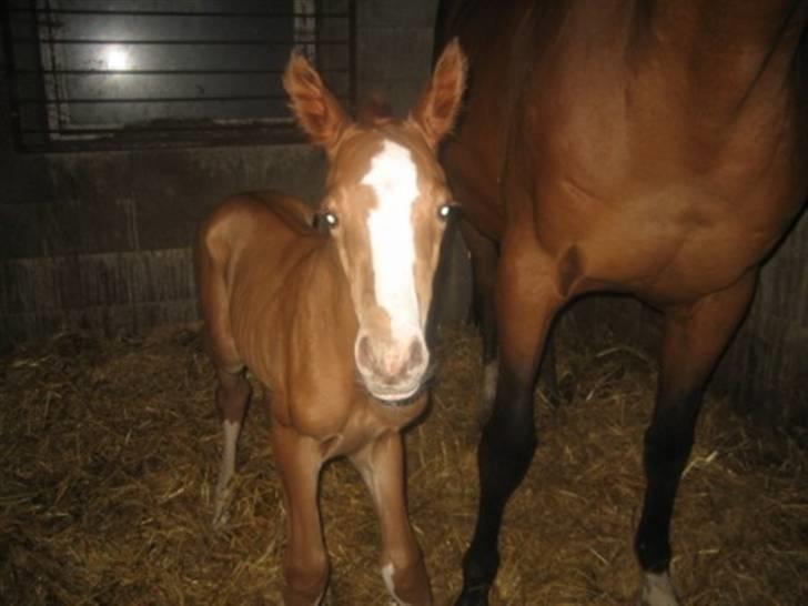 Dansk Varmblod Graversgaards Cimaron rip billede 3