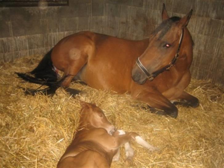 Dansk Varmblod Graversgaards Cimaron rip billede 4