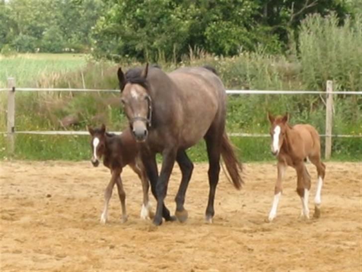 Dansk Varmblod Graversgaards Cimaron rip billede 9