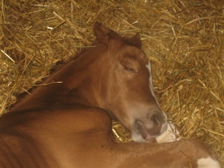 Dansk Varmblod Graversgaards Cimaron rip billede 10