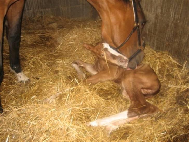 Dansk Varmblod Graversgaards Cimaron rip billede 12