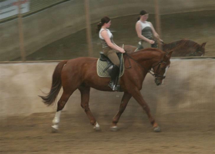Hollandsk Varmblod Merisco *Solgt* - Dressurtime hos Belinda Larsen! Sonja er fotografen :D billede 3