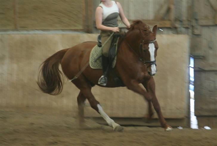 Hollandsk Varmblod Merisco *Solgt* - Dressurtime hos Belinda Larsen! Sonja er fotografen :D billede 4