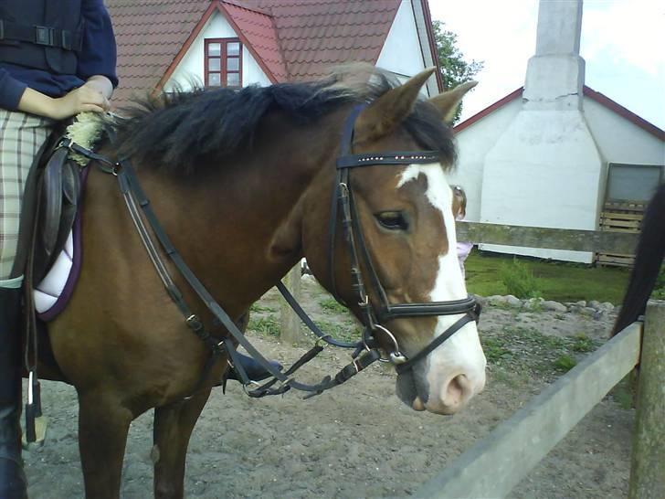 New Forest Sussie - Står og kigger på nogle der springer på græsbanen... :) billede 10