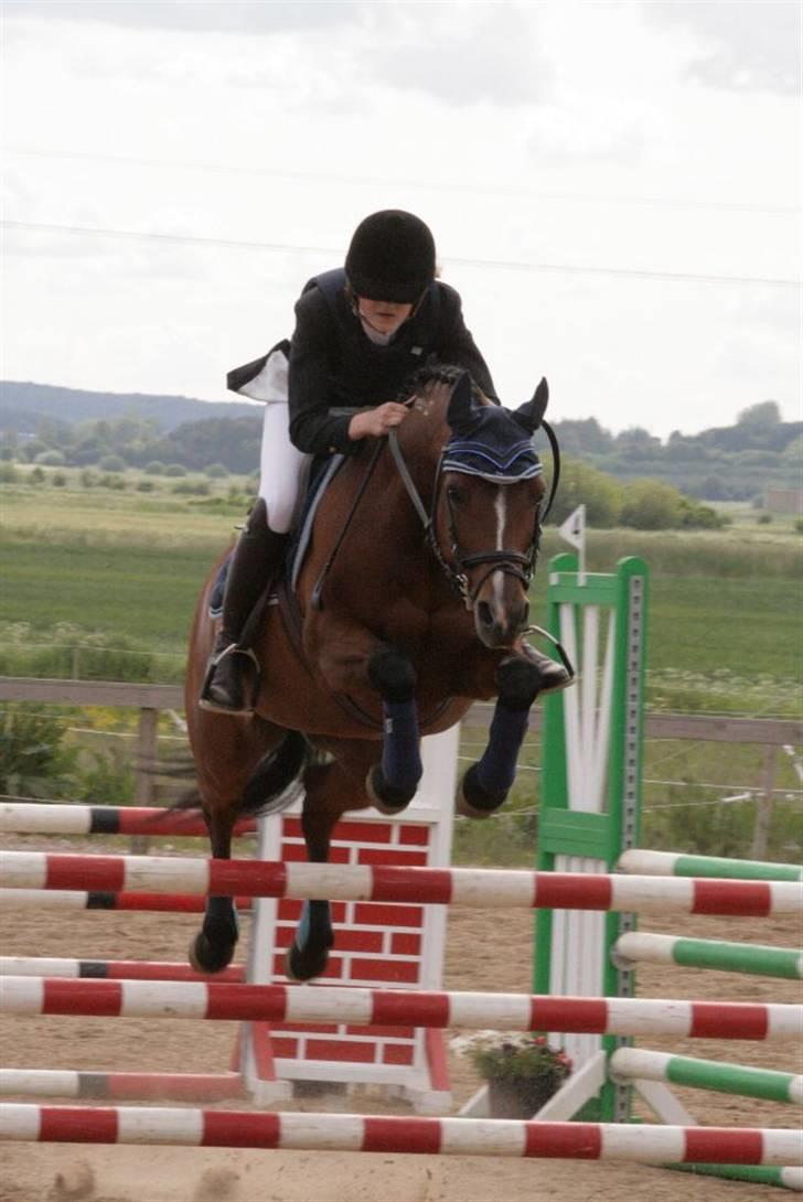 Arabisk fuldblod (OX) Ibn Sapa OX  - Mig og sapa, gl. estrup - maj 2009 billede 20