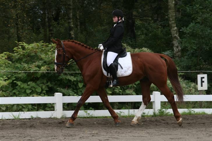 Hollandsk Varmblod Merisco *Solgt* - Mig og Coen i Lb2 d. 26 september 09. Billedet er taget af Jano-foto.dk billede 5