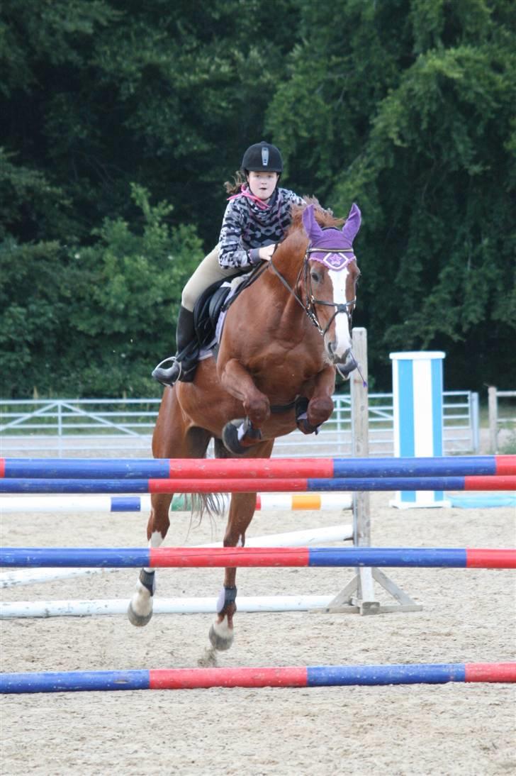 Hollandsk Varmblod Merisco *Solgt* - Og vi kommer op på 120 cm :O nu begynder Karina at være presset ;O Merisco sys stadig det er skide sjovt! billede 8