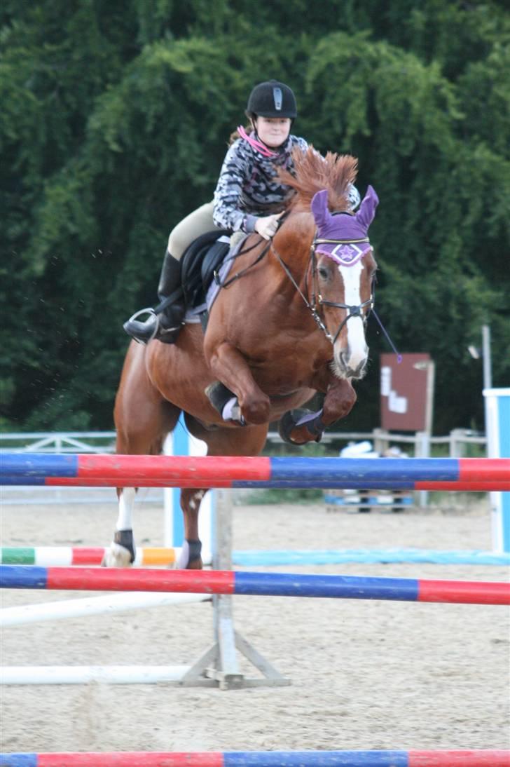 Hollandsk Varmblod Merisco *Solgt* - Og så blev den satme 145 cm! Oh my God!! Det er jo galskab, men for satan hvor var det fedt at Merisco bare var så klar på det og så glad for højden, har aldrig følt at han var der for mig, på den måde før :O Det var simpelthen så vildt! billede 9