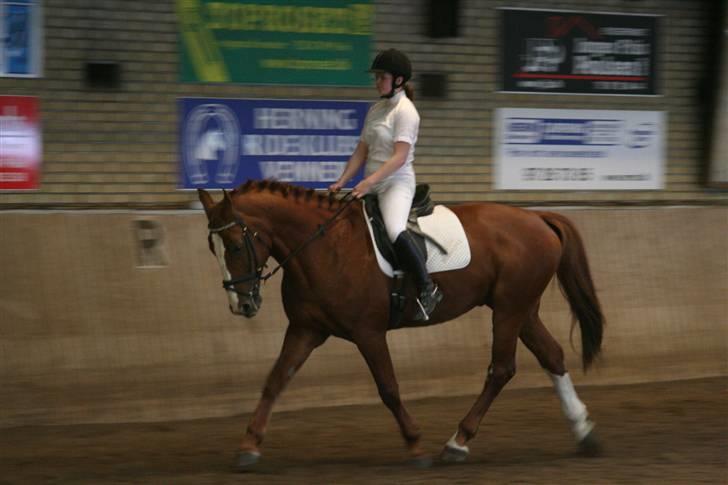 Hollandsk Varmblod Merisco *Solgt* - Trav i Lb1 billede 11