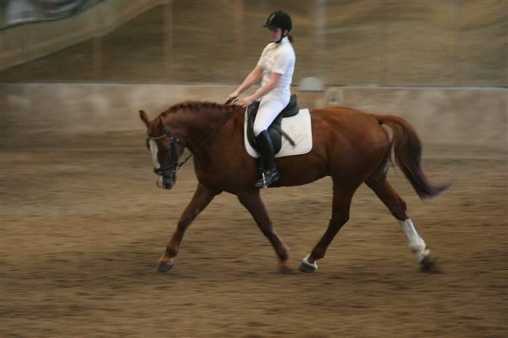 Hollandsk Varmblod Merisco *Solgt* - 12 meter volte i Lb1 billede 12