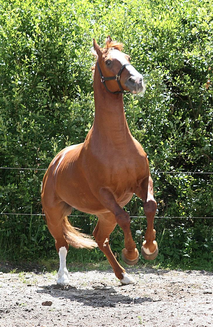 Hollandsk Varmblod Merisco *Solgt* - "Se hva jeg kan! Er det ikke bare LIDT dressuragtigt?" billede 13