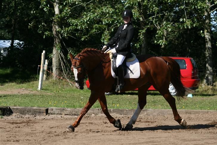 Hollandsk Varmblod Merisco *Solgt* - Stævne på højris helt tilbage i 2008 :D billede 14