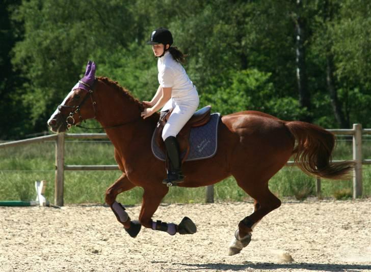 Hollandsk Varmblod Merisco *Solgt* - - Ja, det er da nemt at se at det går stærkt :P billede 16