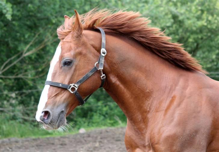 Hollandsk Varmblod Merisco *Solgt* - På fold og lege med Bacardi ;D billede 18