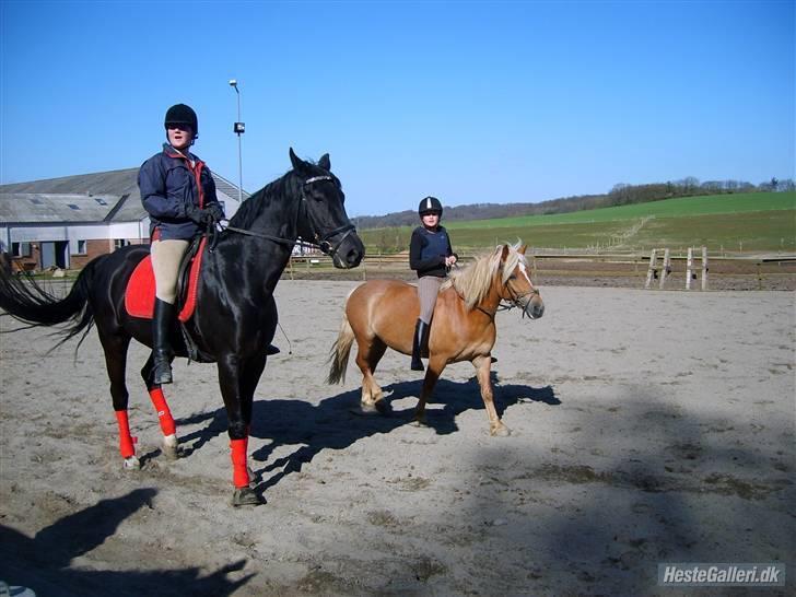 Haflinger | Luca  - Luca og Fritz <333 billede 19