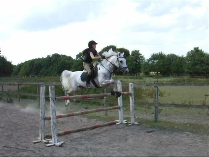 Hollandsk Sportspony Ivar van Hillegersberg<3  - Tariq springer bane m. oxer 115 cm, springer i første forsøg! :D Foto: Suz/sgsphoto billede 10