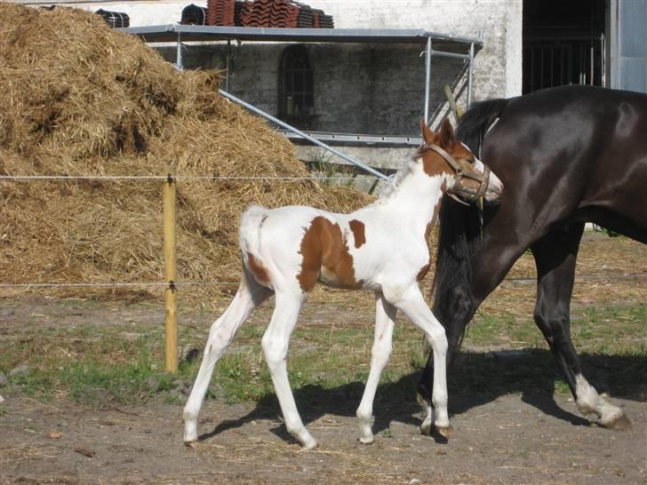 Anden særlig race Mazaya "SOLGT" billede 18