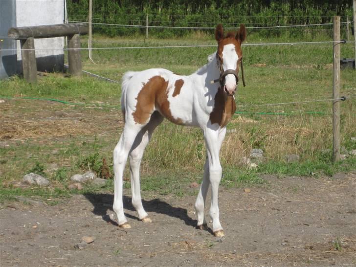 Anden særlig race Mazaya "SOLGT" billede 19